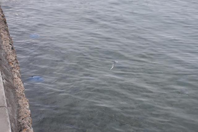 mavi-denizanalari-foca-sahillerini-terk-etmedi_5776_dhaphoto8