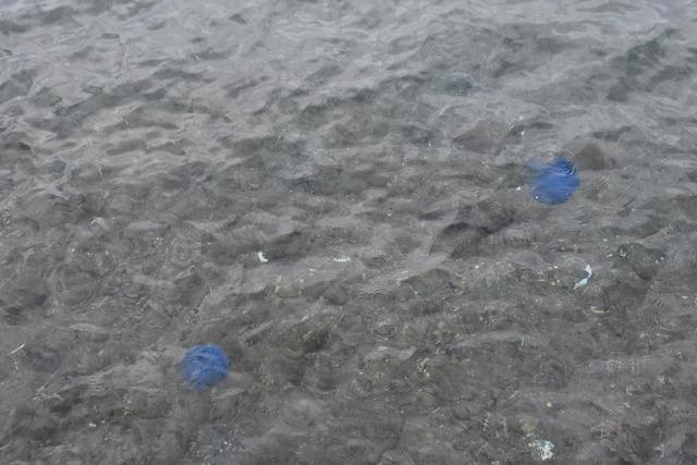 mavi-denizanalari-foca-sahillerini-terk-etmedi_5776_dhaphoto4
