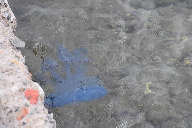 mavi-denizanalari-foca-sahillerini-terk-etmedi_5776_dhaphoto2