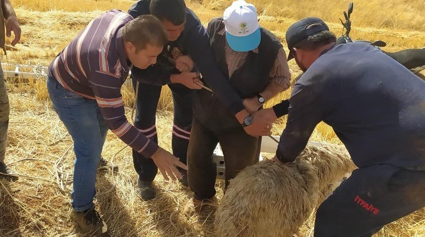 H&uuml;y&uuml;k&rsquo;te koyun kurtarma operasyonu