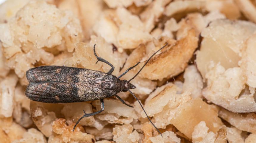 Evdeki g&uuml;velerden sonsuza kadar kurtulun! G&uuml;velerin k&ouml;k&uuml;n&uuml; kurutan y&ouml;ntem