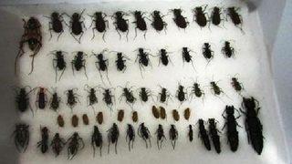 Böcek toplayan turiste 35 bin lira ceza