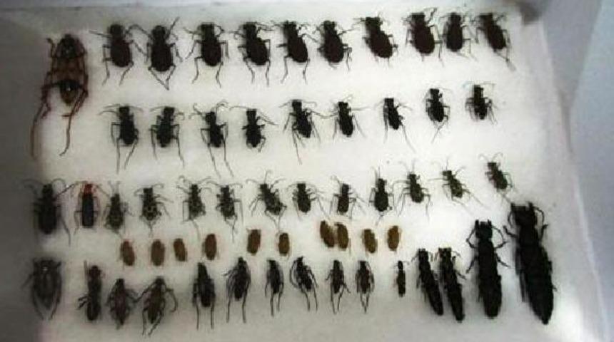 Böcek toplayan turiste 35 bin lira ceza