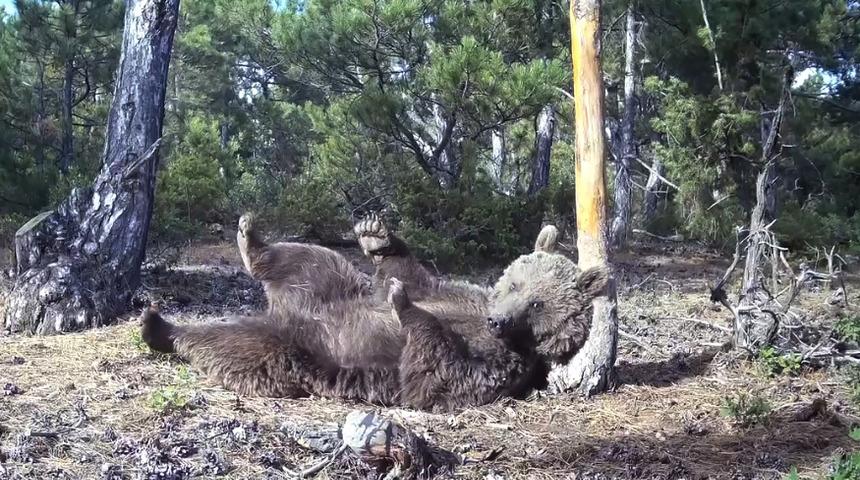 Boz ayının kaşınma keyfi fotokapanlara yakalandı! Görüntüler görenleri gülümsetti
