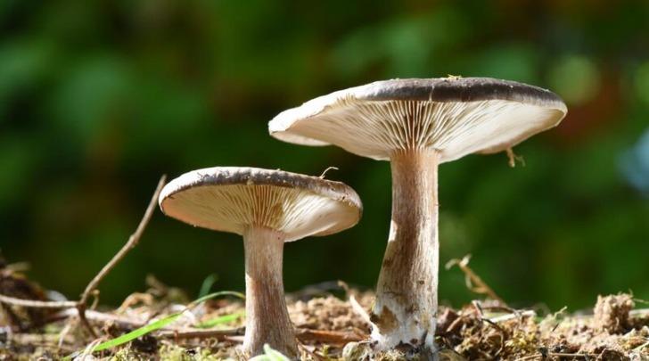 Uzmanlar "Mevsiminde tüketin!" diyerek uyarıyor! İşte Ekim ayında tüketilmesi gereken şifa dolu besinler... G2