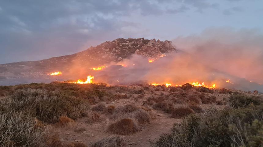 Bodrum'da 60 dönüm alan yanarak zarar gördü!