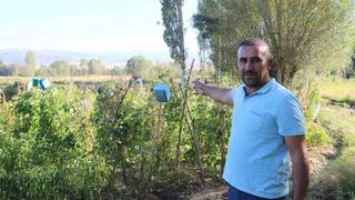 Korkudan tarlaya gidemiyorlar! 'Karşılaşmamak için dua ediyoruz'