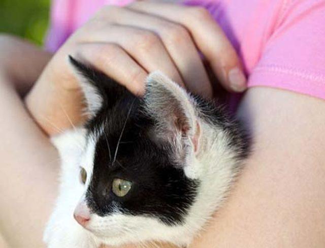 Evcil Hayvanların 6 Yararı 4