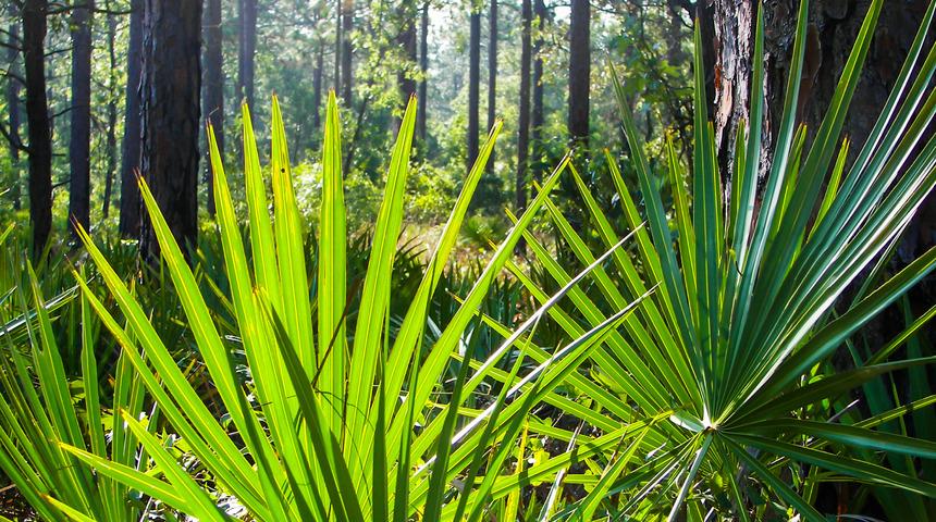 C&uuml;ce palmiyenin faydaları nelerdir? C&uuml;ce palmiye kaps&uuml;l&uuml; nasıl kullanılır?
