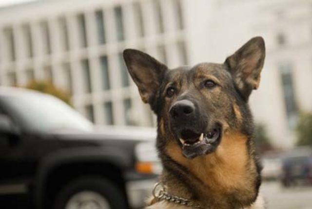 Evcil Hayvanların 6 Yararı 5