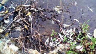 Terzialan Göleti'nde toplu balık ölümleri