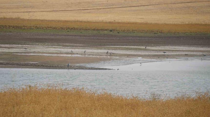 Kuraklık nedeniyle Diyarbakır’da 300 kuş türü tehdit altında