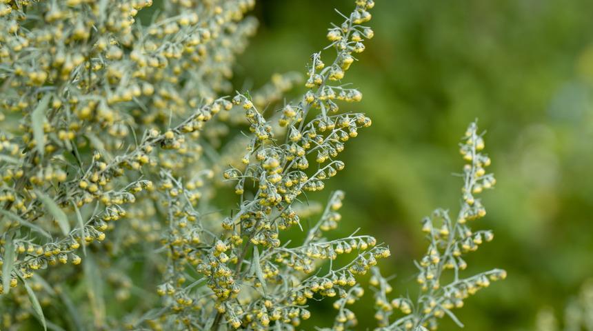 Acı yavşan otunun faydaları nelerdir? Acı yavşan otu ne işe yarar, nasıl kullanılır?