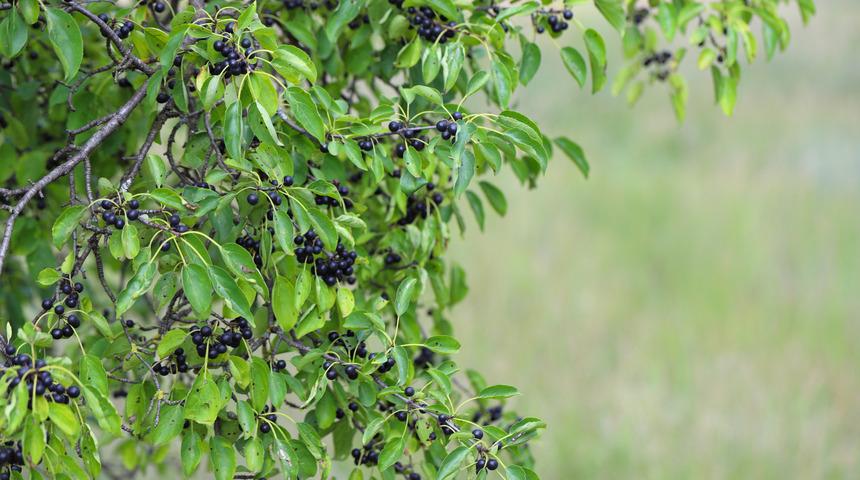 Acı çehre otu nedir? Acı çehre otu nasıl kullanılır?