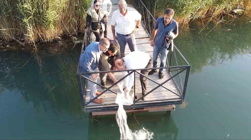 Erzincan’da 902 bin sazan balığı yavrusu suyla buluşturuldu