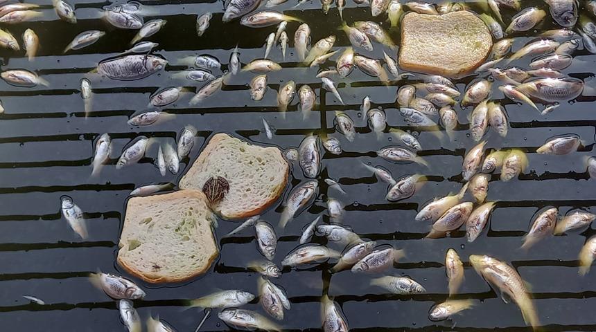 Yüzlerce balık öldü! Bölge halkı isyan etti: Sebebi...