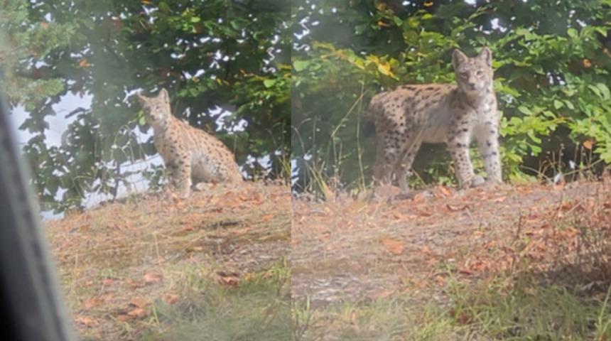 Nesli tükenme tehlikesiyle karşı karşıya... Bir ilimizde böyle görüntülendi!