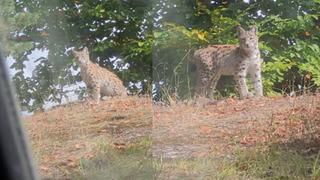 Nesli tükenme tehlikesiyle karşı karşıya... Bir ilimizde böyle görüntülendi!
