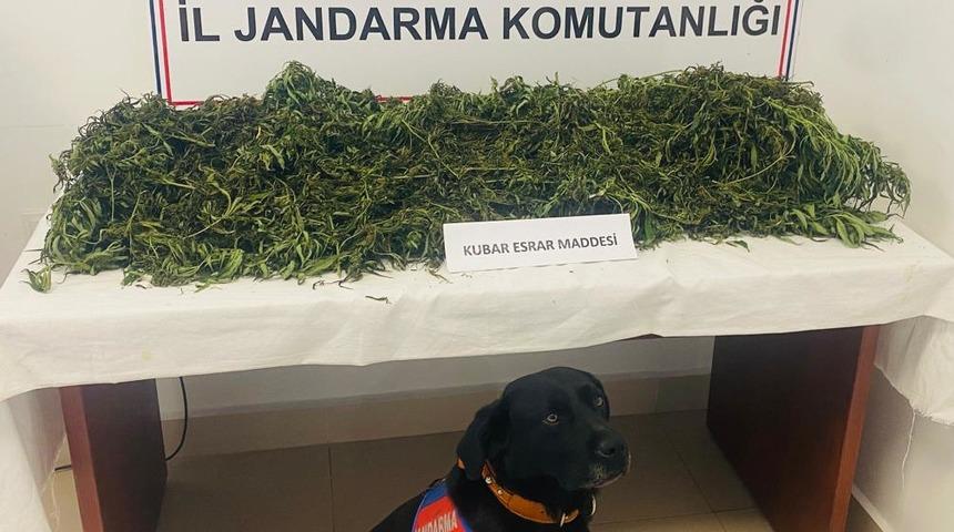 Samsun'da uyuşturucu operasyonunda 1 zanlı tutuklandı