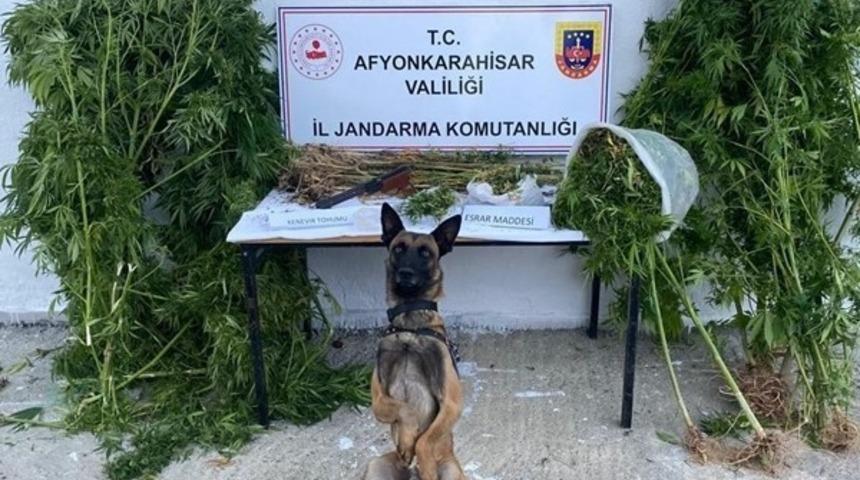 Kenevir hasadı yaparken suçüstü yapıldı