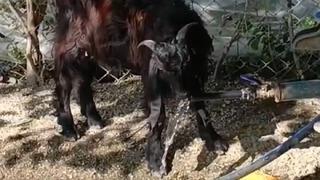 Videosu sosyal medyada ilgi odağı olan keçi! Birkaç aydır dikkat ediyorum, ne zaman susasa...