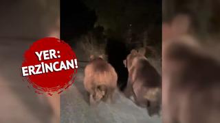Erzincan'da o anlar böyle görüntülendi... Arabanın önünde koşarak ilerlediler!