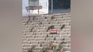 Görüntüler İstanbul'dan! Devasa fareler sokağı istila etti