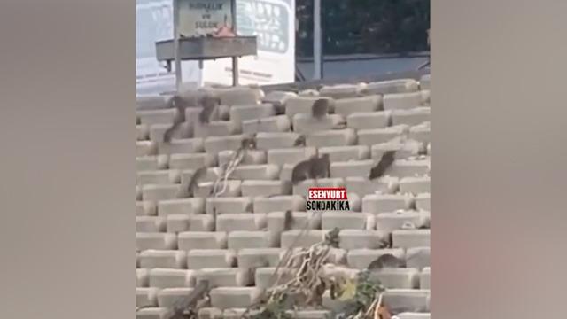 Görüntüler İstanbul'dan! Devasa fareler sokağı istila etti