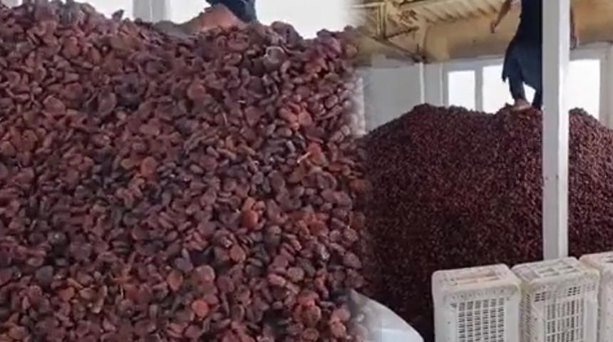 Sosyal medyada tepki yağdı! Kayısıların üzerinde ayakkabı ile tepindi