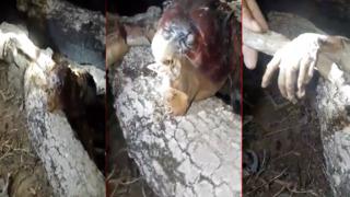 Görenler ne olduğunu anlayamadı! Avcılar tarafından vurularak öldürüldü...Kan emerek yaşıyor, insana benzeyen elleri var