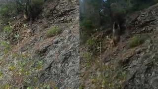 Gülümseten anlar! Karşılaştığı ayıyı böyle çağırdı: Oğlum gel