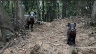 Sarıyer'de sürücünün domuz şaşkınlığı kamerada: Domuzu pisi pisi diyerek çağırdı