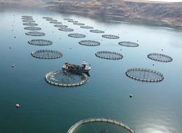 Dünyada 9 milyar dolarlık pazara sahip! Türkiye'den yeni hamle... Harekete geçildi: Gelir 100 milyon dolara yaklaşabilir