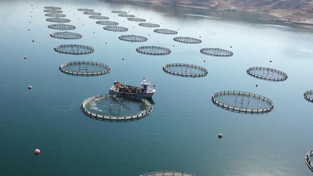 Dünyada 9 milyar dolarlık pazara sahip! Türkiye'den yeni hamle... Harekete geçildi: Gelir 100 milyon dolara yaklaşabilir