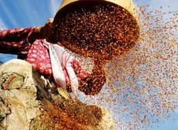 Dünyada sadece o ilimizde yetişiyor! Altın rengi Japonları mest etti: Talep patlaması yaşanıyor