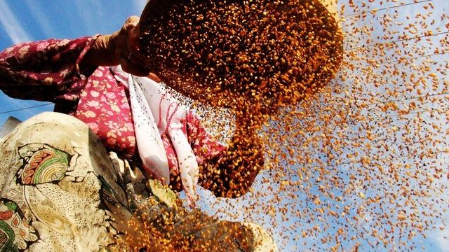 Dünyada sadece o ilimizde yetişiyor! Altın rengi Japonları mest etti: Talep patlaması yaşanıyor