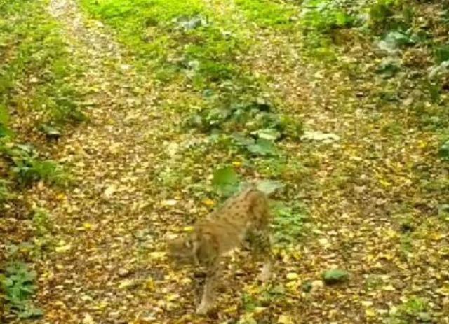 Ormanın hayaleti Düzce’de fotokapana takıldı