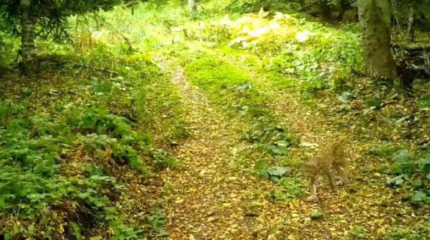 Ormanın hayaleti Düzce’de fotokapana takıldı