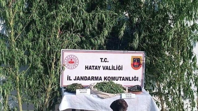 Jandarma 4 kilo esrar, 105 kök Hint keneviri ele geçirdi