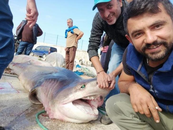 Bursa açıklarında 4 metrelik köpek balığı! Tekneye çekemediler, yüzdürerek getirdiler