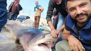 Bursa açıklarında 4 metrelik köpek balığı! Tekneye çekemediler, yüzdürerek getirdiler