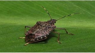 Ziraatçılardan dikkat çeken uyarı: 'Bu böceği gördüğünüz yerde öldürün'