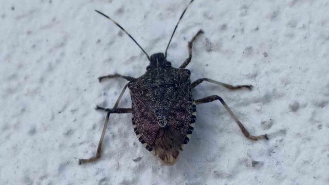 Karadeniz’de “kahverengi kokarca” alarmı: Topyekun mücadele başlatılmalı