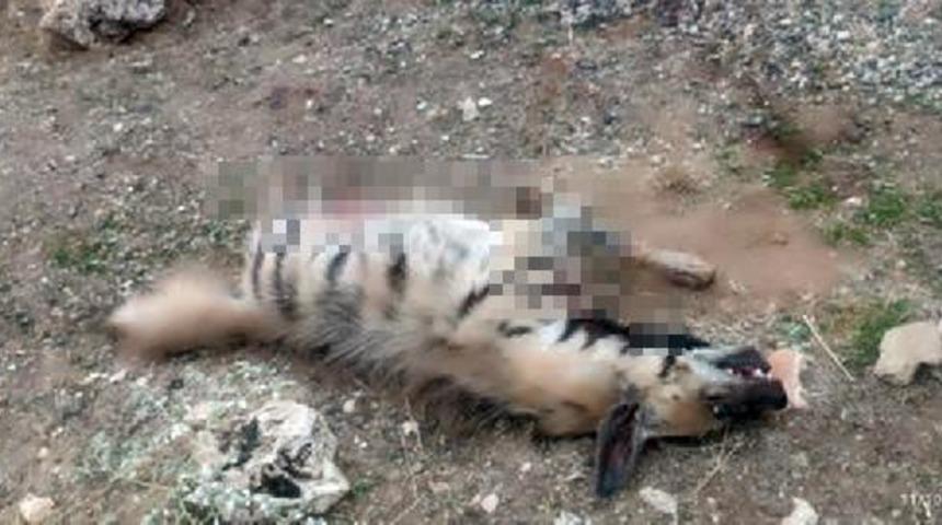 Kırmızı listedeydi! Mardin'de çizgili sırtlan ölü bulundu