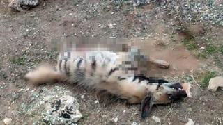 Kırmızı listedeydi! Mardin'de çizgili sırtlan ölü bulundu
