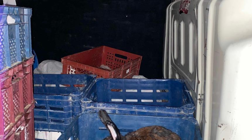 Aracında belgesiz 100 tavşan bulunan kişiye 9 bin 211 lira ceza kesildi