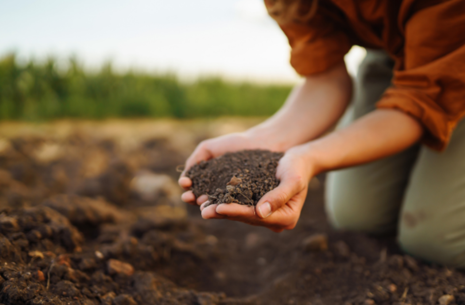 İster hobi sahiplerinin ister profesyonellerin kullanabileceği en etkili ve iyi solucan gübreleri ve çeşitleri