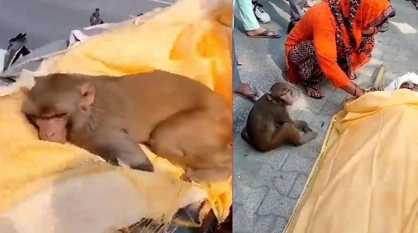 Böyle vefa örneği görülmedi! Kendisini besleyen adamın cenazesine için 40 kilometre yol gitti... Tek bir an bile başından ayrılmadı