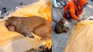 Böyle vefa örneği görülmedi! Kendisini besleyen adamın cenazesine için 40 kilometre yol gitti... Tek bir an bile başından ayrılmadı