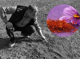 Kurak hava safranı da vurdu: Bu yıl kilosu 250 bin lirayı görecek